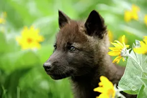 Animal Babies Prints: Gray/grey/timber wolf (Canis lupus)- captive raised cub, Bozeman, Montana, USA