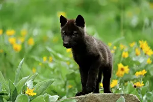 Animal Babies Prints: Gray/grey/timber wolf (Canis lupus)- captive raised cub, Bozeman, Montana, USA