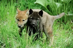 Animal Babies Prints: Gray/grey/timber wolf (Canis lupus)- captive raised cub, Bozeman, Montana, USA