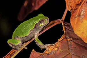 Tree Frogs Prints: Gray Tree Frog (Dryophytes versicolor)