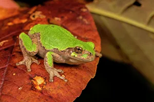 Tree Frogs Prints: Gray Tree Frog (Dryophytes versicolor)