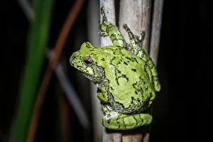 Tree Frogs Prints: Gray Tree Frog (Dryophytes versicolor)