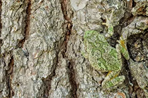 Camouflaged Prints: Gray Tree Frog (Dryophytes versicolor)