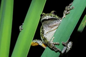 Tree Frogs Prints: Gray Tree Frog (Dryophytes versicolor)