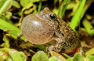 Singing Prints: Gray Tree Frog (Dryophytes versicolor)