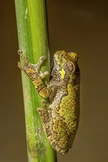 Tree Frogs Prints: Gray Tree Frog (Dryophytes versicolor)