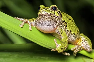 Singing Prints: Gray Tree Frog (Dryophytes versicolor)