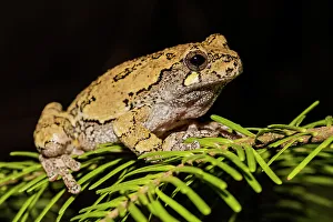 Tree Frogs Prints: Gray Tree Frog (Dryophytes versicolor)