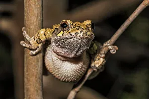 Tree Frogs Prints: Gray Tree Frog (Dryophytes versicolor)