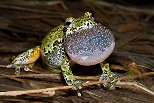 Singing Prints: Gray Tree Frog (Dryophytes versicolor)
