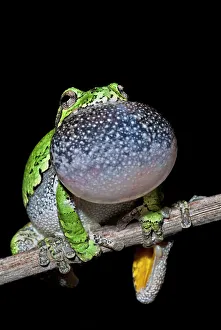 Singing Prints: Gray Tree Frog (Dryophytes versicolor)