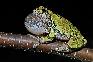Singing Prints: Gray Tree Frog (Dryophytes versicolor)