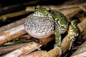 Singing Prints: Gray Tree Frog (Dryophytes versicolor)
