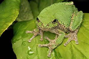 Animals In The Wild Prints: Gray Tree Frog (Dryophytes versicolor), Thornton, Ontario, Canada