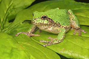 Animals In The Wild Prints: Gray Tree Frog (Dryophytes versicolor), Thornton, Ontario, Canada