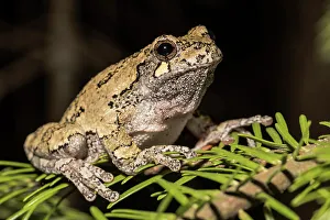 Tree Frogs Prints: Gray Tree Frog (Dryophytes versicolor), Thornton, Ontario, Canada