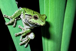 Gray Tree Frog (Dryophytes versicolor), Thornton, Ontario, Canada