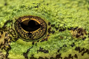 Eyes Prints: Gray Tree Frog (Dryophytes versicolor) close up of eye