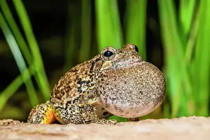 Singing Prints: Gray Tree Frog (Dryophytes versicolor) with vocal sac fully inflated while calling during spring breeding season