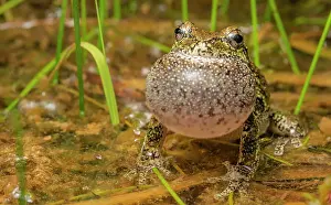 Singing Prints: Gray Tree Frog (Dryophytes versicolor) with vocal sac fully inflated while calling during spring breeding season