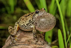 Singing Prints: Gray Tree Frog (Dryophytes versicolor) with vocal sac fully inflated while calling during spring breeding season