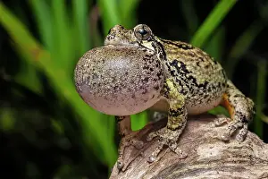 Singing Prints: Gray Tree Frog (Dryophytes versicolor) with vocal sac fully inflated while calling during spring breeding season