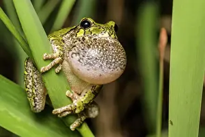 Singing Prints: Gray Tree Frog (Dryophytes versicolor) with vocal sac fully inflated while calling during spring breeding season