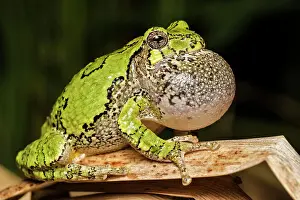 Singing Prints: Gray Tree Frog (Dryophytes versicolor) with vocal sac fully inflated while calling during spring breeding season