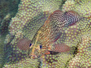 Bahamas Prints: Graysby (Cephalopholis cruentata), Grand Cayman, Cayman Islands, British West Indies