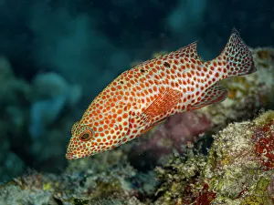 Bahamas Prints: Graysby (Cephalopholis cruentata), Grand Cayman, Cayman Islands, British West Indies