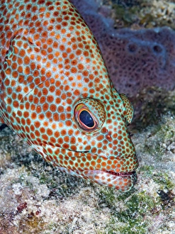 Tropical Fish Prints: Graysby (Cephalopholis cruentata), Grand Cayman, Cayman Islands, British West Indies