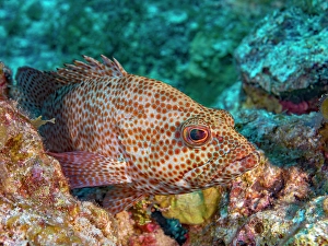 Tropical Fish Prints: Graysby (Cephalopholis cruentata), Grand Cayman, Cayman Islands, British West Indies