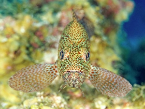 Tropical Fish Prints: Graysby (Cephalopholis cruentata), Grand Cayman, Cayman Islands, British West Indies