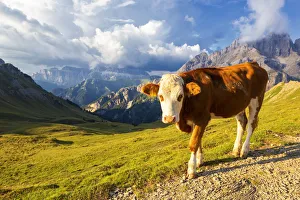 South Tirol Prints: Grazing cow at San Nicolo Pass, Fassa Valley, Trentino, Dolomites, Italy, Europe
