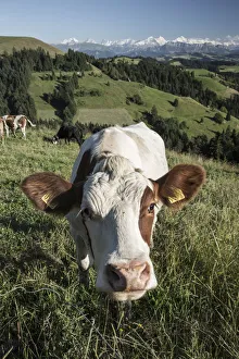 Grazing cows, Emmental Valley and Swiss alps in the background, Berner Oberland Grazing cows, Emmental Valley and Swiss alps in the background, Berner Oberland