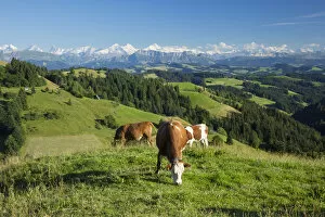 Images Dated 29th July 2014: Grazing cows, Emmental Valley and Swiss alps in the background, Berner Oberland