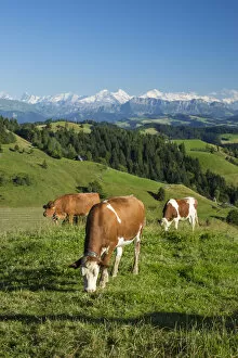 Images Dated 29th July 2014: Grazing cows, Emmental Valley and Swiss alps in the background, Berner Oberland