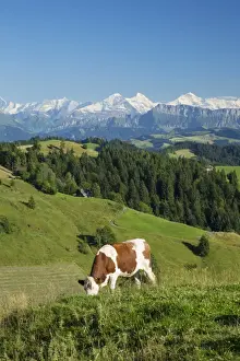 Grazing cows, Emmental Valley and Swiss alps in the background, Berner Oberland