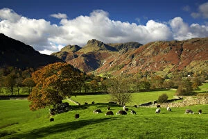 Grazing Sheep, Great Langdale, Lake District National Park, Cumbria, England