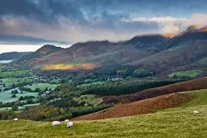 Grazing Sheep on Latrigg Fell, Lake District National Park, Cumbria, England