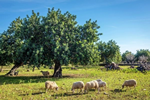 Spring Mood Prints: Grazing sheep near the village of S`Esgleieta, Mallorca, Balearic Islands, Spain