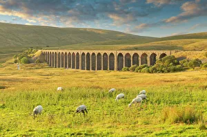 Grazing Sheep & Ribbledale Viaduct, Yorkshire Dales National Park, England