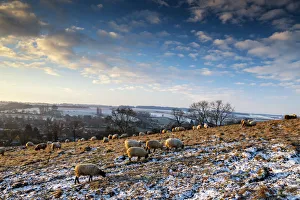 Chipping Campden Prints: Grazing Sheep in Winter, Cotswolds, Gloucestershire, England
