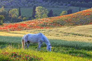 Poppies Prints: Grazing White Horse, Tuscany, Italy
