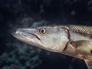 Head Prints: Great Barracuda (Sphyraena barracuda), Grand Cayman, Cayman Islands, British West Indies