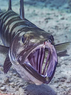 Head Prints: Great Barracuda (Sphyraena barracuda), Grand Cayman, Cayman Islands, British West Indies