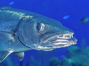 Apex Predator Prints: Great Barracuda (Sphyraena barracuda), Grand Cayman, Cayman Islands, British West Indies