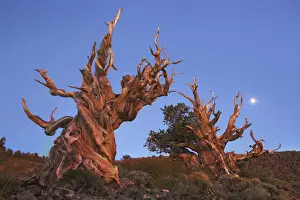 White Mountains Prints: Great Basin bristlecone pine and moon in the White Mountains - USA, California, Inyo