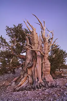 Great Basin bristlecone pine and moon in the White Mountains - USA, California, Inyo
