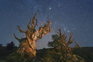 Black Prints: Great Basin bristlecone pine and star sky in the White Mountains - USA, California, Inyo